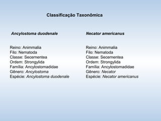 Classificação Taxonômica Ancylostoma duodenale Reino: Animmalia Filo: Nematoda Classe: Secernentea Ordem: Strongylida Família: Ancylostomadidae Gênero:  Ancylostoma Espécie:  Ancylostoma duodenale Necator americanus Reino: Animmalia Filo: Nematoda Classe: Secernentea Ordem: Strongylida Família: Ancylostomadidae Gênero:  Necator Espécie:  Necator americanus 