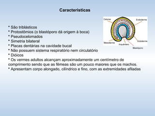 Características *  São triblásticos *  Protostômios (o blastóporo dá origem à boca) *  Pseudocelomados *  Simetria bilateral *  Placas dentárias na cavidade bucal *  Não possuem sistema respiratório nem circulatório *  Dióicos *  Os vermes adultos alcançam aproximadamente um centímetro de comprimento sendo que as fêmeas são um pouco maiores que os machos.  *  Apresentam corpo alongado, cilíndrico e fino, com as extremidades afiladas Blastóporo 