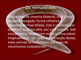 Os nematóides <br />    São vermes de simetria bilateral, com corpo bastante alongado, forma cilíndrica e extremidade fina...