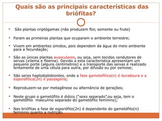   Quais são as principais características das briófitas? São plantas criptógamas (não produzem flor, semente ou fruto) Foram as primeiras plantas que ocuparam o ambiente terrestre; Vivem em ambientes úmidos, pois dependem da água do meio ambiente para a fecundação; São as únicas plantas  avasculares , ou seja, sem tecidos condutores de seivas (xilema e floema). Devido a esta característica apresentam um pequeno porte (alguns centímetros) e o transporte das seivas é realizado lentamente de uma célula para outra, por difusão ou por osmose; São seres haplodiplobiontes, onde a  fase gametofítica(n) é duradoura e a esporofítica(2n) é passageira ;  Reproduzem-se por metagênese ou alternância de gerações; Neste grupo o gametófito é dióico (“sexo separado”,ou seja, tem o gametófito  masculino separado do gametófito feminino); Nas briófitas a fase de esporófito(2n) é dependente do gametófito(n) feminino quanto a nutrição. 