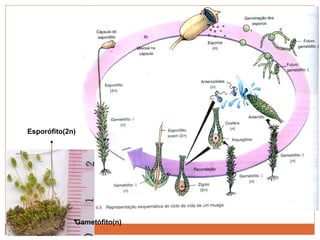 Esporófito(2n) Gametófito(n) 