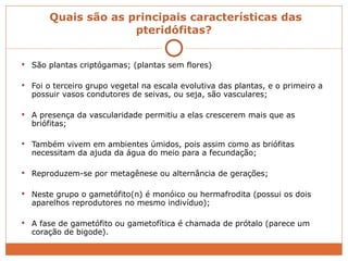   Quais são as principais características das pteridófitas? São plantas criptógamas; (plantas sem flores) Foi o terceiro grupo vegetal na escala evolutiva das plantas, e o primeiro a possuir vasos condutores de seivas, ou seja, são vasculares; A presença da vascularidade permitiu a elas crescerem mais que as briófitas; Também vivem em ambientes úmidos, pois assim como as briófitas necessitam da ajuda da água do meio para a fecundação; Reproduzem-se por metagênese ou alternância de gerações; Neste grupo o gametófito(n) é monóico ou hermafrodita (possui os dois aparelhos reprodutores no mesmo indivíduo); A fase de gametófito ou gametofítica é chamada de prótalo (parece um coração de bigode). 