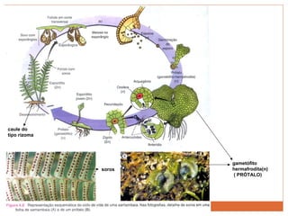 caule do  tipo rizoma soros gametófito hermafrodita(n) ( PRÓTALO) 