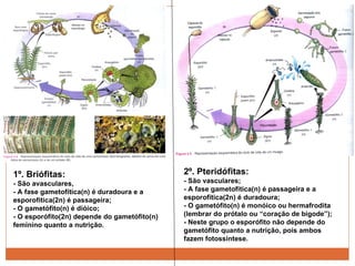 1º. Briófitas: - São avasculares, - A fase gametofítica(n) é duradoura e a esporofítica(2n) é passageira; - O gametófito(n) é dióico; - O esporófito(2n) depende do gametófito(n) feminino quanto a nutrição.  2º. Pteridófitas: - São vasculares; - A fase gametofítica(n) é passageira e a esporofítica(2n) é duradoura; - O gametófito(n) é monóico ou hermafrodita (lembrar do prótalo ou “coração de bigode”); - Neste grupo o esporófito não depende do gametófito quanto a nutrição, pois ambos fazem fotossíntese. 