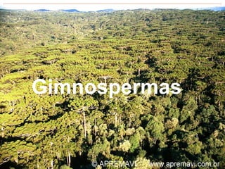 Gimnospermas 