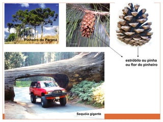 Pinheiro do Paraná estróbilo ou pinha ou flor do pinheiro Sequóia gigante 