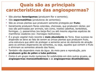 Quais são as principais características das angiospermas? São plantas  fanerógamas  (produzem flor e semente); São  espermatófitas  (produtoras de sementes); São as únicas plantas que produzem semente protegida por  fruto ; Geralmente produzem flores coloridas, cheirosas, que produzem néctar, por isso são polinizadas por animais, tais como, insetos (abelhas, borboletas, formigas...), passarinhos (ex:beija-flor) ou até mesmo algumas espécies de mamíferos voadores (ex: morcegos nectívoros);  É o grupo vegetal mais recente e  mais abundante  da Terra. Esse sucesso na dispersão se deve ao fato de serem as únicas plantas que produzem fruto, uma estrutura que além de proteger a semente serve de elemento de atração para os animais dispersores de sementes, ou seja, aqueles que comem o fruto e eliminam as sementes através das fezes; Também não dependem mais da água  do meio para a reprodução, pois  produzem grão de pólen e tubo polínico ; Como é um grupo muito numeroso foi subdividida em dois outros grupos, as  angiospermas monocotiledôneas  e as  angiospermas dicotiledôneas ; 