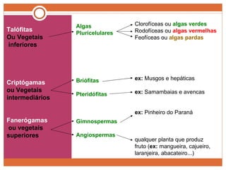 Talófitas  Ou Vegetais inferiores  Criptógamas  ou Vegetais  intermediários Fanerógamas ou vegetais  superiores Algas  Pluricelulares Briófitas Pteridófitas Gimnospermas Angiospermas Clorofíceas ou  algas verdes Rodofíceas ou  algas vermelhas Feofíceas ou  algas pardas ex:  Musgos e hepáticas ex:  Samambaias e avencas ex:  Pinheiro do Paraná qualquer planta que produz fruto ( ex:  mangueira, cajueiro,  laranjeira, abacateiro...) 