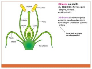 Gineceu  ou pistilo  ou carpelo:  é formado   pelo estigma, estilete,  ovário e óvulo. Androceu :  é formado pelos estames, sendo cada estame  formado por um filete e por uma antera.  (local onde se produz os grãos de pólen) 