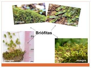 Briófitas musgos musgos hepáticas musgos 