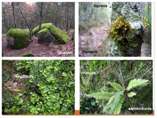 musgos musgos líquens hepáticas musgos samambaias 