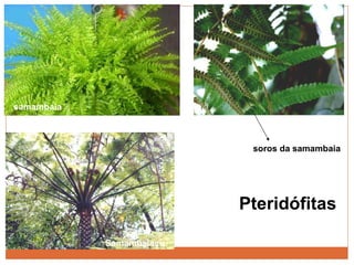 samambaia soros da samambaia Samambaiaçu Pteridófitas 