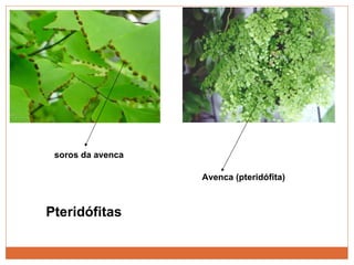 soros da avenca Avenca (pteridófita) Pteridófitas 