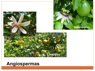 Angiospermas Maracujazeiro Limoeiro 