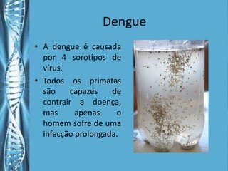 Dengue
• A dengue é causada
  por 4 sorotipos de
  vírus.
• Todos os primatas
  são     capazes   de
  contrair a doença,
  mas      apenas    o
  homem sofre de uma
  infecção prolongada.
 