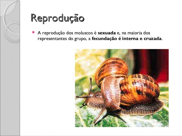 Resultado de imagem para reprodução dos moluscos