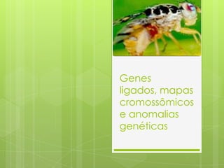 Genes
ligados, mapas
cromossômicos
e anomalias
genéticas
 
