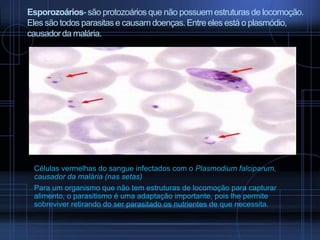 Esporozoários- são protozoários que não possuem estruturas de locomoção.
Eles são todos parasitas e causam doenças. Entre eles está o plasmódio,
causador da malária.

Células vermelhas do sangue infectados com o Plasmodium falciparum,
causador da malária (nas setas)
Para um organismo que não tem estruturas de locomoção para capturar
alimento, o parasitismo é uma adaptação importante, pois lhe permite
sobreviver retirando do ser parasitado os nutrientes de que necessita.

 
