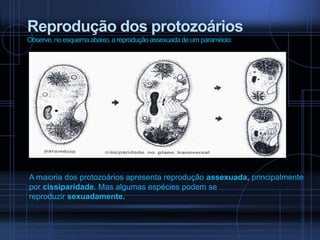 Reprodução dos protozoários
Observe, no esquema abaixo, a reprodução assexuada de um paramécio:

A maioria dos protozoários apresenta reprodução assexuada, principalmente
por cissiparidade. Mas algumas espécies podem se
reproduzir sexuadamente.

 