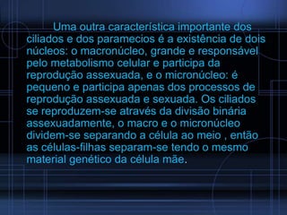 Uma outra característica importante dos
ciliados e dos paramecios é a existência de dois
núcleos: o macronúcleo, grande e responsável
pelo metabolismo celular e participa da
reprodução assexuada, e o micronúcleo: é
pequeno e participa apenas dos processos de
reprodução assexuada e sexuada. Os ciliados
se reproduzem-se através da divisão binária
assexuadamente, o macro e o micronúcleo
dividem-se separando a célula ao meio , então
as células-filhas separam-se tendo o mesmo
material genético da célula mãe.

 