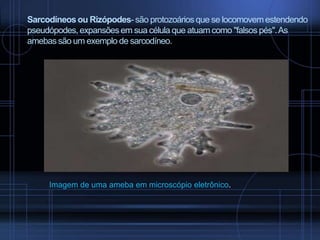 Sarcodíneos ou Rizópodes- são protozoários que se locomovem estendendo
pseudópodes, expansões em sua célula que atuam como "falsos pés". As
amebas são um exemplo de sarcodíneo.

Imagem de uma ameba em microscópio eletrônico.

 