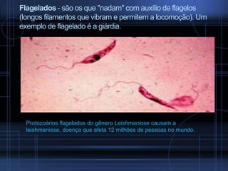 Flagelados - são os que "nadam" com auxílio de flagelos
(longos filamentos que vibram e permitem a locomoção). Um
exemplo de flagelado é a giárdia.

Protozoários flagelados do gênero Leishmaniose causam a
leishmaniose, doença que afeta 12 milhões de pessoas no mundo.

 