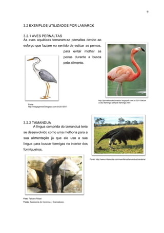 9

3.2 EXEMPLOS UTILIZADOS POR LAMARCK
3.2.1 AVES PERNALTAS
As aves aquáticas tornaram-se pernaltas devido ao
esforço que faziam no sentido de esticar as pernas,
para evitar molhar as
penas durante a busca
pelo alimento.

Fonte:
http://megagamex5.blogspot.com.br/2013/07/
quem-e-lamarck.html

http://jornaldocolecionador.blogspot.com.br/2011/04/um
a-vez-flamingo-sempre-flamingo.html

3.2.2 TAMANDUÁ
A língua comprida do tamanduá teria
se desenvolvido como uma melhoria para a
sua alimentação já que ele usa a sua
língua para buscar formigas no interior dos
formigueiros.
Fonte: http://www.infoescola.com/mamiferos/tamandua-bandeira/

Foto: Fabiano Ribas/
Fonte: Assessoria de Imprensa – Gramadozoo

 