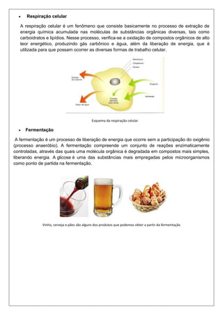 Respiração celular
A respiração celular é um fenômeno que consiste basicamente no processo de extração de
energia química acumulada nas moléculas de substâncias orgânicas diversas, tais como
carboidratos e lipídios. Nesse processo, verifica-se a oxidação de compostos orgânicos de alto
teor energético, produzindo gás carbônico e água, além da liberação de energia, que é
utilizada para que possam ocorrer as diversas formas de trabalho celular.

Esquema da respiração celular

Fermentação
A fermentação é um processo de liberação de energia que ocorre sem a participação do oxigênio
(processo anaeróbio). A fermentação compreende um conjunto de reações enzimaticamente
controladas, através das quais uma molécula orgânica é degradada em compostos mais simples,
liberando energia. A glicose é uma das substâncias mais empregadas pelos microorganismos
como ponto de partida na fermentação.

Vinho, cerveja e pães são alguns dos produtos que podemos obter a partir da fermentação

 