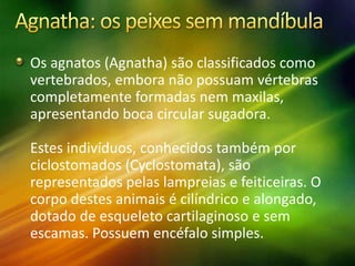 Os agnatos (Agnatha) são classificados como
vertebrados, embora não possuam vértebras
completamente formadas nem maxilas,
apresentando boca circular sugadora.
Estes indivíduos, conhecidos também por
ciclostomados (Cyclostomata), são
representados pelas lampreias e feiticeiras. O
corpo destes animais é cilíndrico e alongado,
dotado de esqueleto cartilaginoso e sem
escamas. Possuem encéfalo simples.
 
