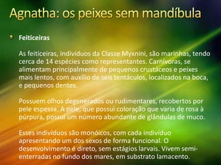 Feiticeiras
As feiticeiras, indivíduos da Classe Myxnini, são marinhas, tendo
cerca de 14 espécies como representantes. Carnívoras, se
alimentam principalmente de pequenos crustáceos e peixes
mais lentos, com auxílio de seis tentáculos, localizados na boca,
e pequenos dentes.
Possuem olhos degenerados ou rudimentares, recobertos por
pele espessa. A pele, que possui coloração que varia de rosa à
púrpura, possui um número abundante de glândulas de muco.
Esses indivíduos são monóicos, com cada indivíduo
apresentando um dos sexos de forma funcional. O
desenvolvimento é direto, sem estágios larvais. Vivem semi-
enterradas no fundo dos mares, em substrato lamacento.
 