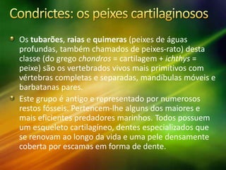 Os tubarões, raias e quimeras (peixes de águas
profundas, também chamados de peixes-rato) desta
classe (do grego chondros = cartilagem + ichthys =
peixe) são os vertebrados vivos mais primitivos com
vértebras completas e separadas, mandíbulas móveis e
barbatanas pares.
Este grupo é antigo e representado por numerosos
restos fósseis. Pertencem-lhe alguns dos maiores e
mais eficientes predadores marinhos. Todos possuem
um esqueleto cartilagíneo, dentes especializados que
se renovam ao longo da vida e uma pele densamente
coberta por escamas em forma de dente.
 