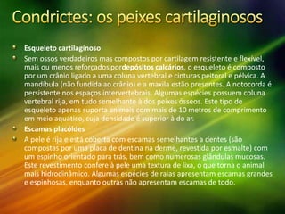 Esqueleto cartilagínoso
Sem ossos verdadeiros mas compostos por cartilagem resistente e flexível,
mais ou menos reforçados pordepósitos calcários, o esqueleto é composto
por um crânio ligado a uma coluna vertebral e cinturas peitoral e pélvica. A
mandíbula (não fundida ao crânio) e a maxila estão presentes. A notocorda é
persistente nos espaços intervertebrais. Algumas espécies possuem coluna
vertebral rija, em tudo semelhante à dos peixes ósseos. Este tipo de
esqueleto apenas suporta animais com mais de 10 metros de comprimento
em meio aquático, cuja densidade é superior à do ar.
Escamas placóides
A pele é rija e está coberta com escamas semelhantes a dentes (são
compostas por uma placa de dentina na derme, revestida por esmalte) com
um espinho orientado para trás, bem como numerosas glândulas mucosas.
Este revestimento confere à pele uma textura de lixa, o que torna o animal
mais hidrodinâmico. Algumas espécies de raias apresentam escamas grandes
e espinhosas, enquanto outras não apresentam escamas de todo.
 