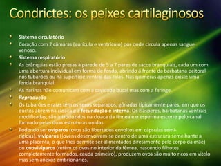 Sistema circulatório
Coração com 2 câmaras (aurícula e ventrículo) por onde circula apenas sangue
venoso.
Sistema respiratório
As brânquias estão presas à parede de 5 a 7 pares de sacos branquiais, cada um com
uma abertura individual em forma de fenda, abrindo á frente da barbatana peitoral
nos tubarões ou na superfície ventral das raias. Nas quimeras apenas existe uma
fenda branquial.
As narinas não comunicam com a cavidade bucal mas com a faringe.
Reprodução
Os tubarões e raias têm os sexos separados, gônadas tipicamente pares, em que os
ductos abrem na cloaca e a fecundação é interna. Os clásperes, barbatanas ventrais
modificadas, são introduzidos na cloaca da fêmea e o esperma escorre pelo canal
formado pelas duas estruturas unidas.
Podendo ser ovíparos (ovos são libertados envoltos em cápsulas semi-
rigídas), vivíparos (jovens desenvolvem-se dentro de uma estrutura semelhante a
uma placenta, o que lhes permite ser alimentados diretamente pelo corpo da mãe)
ou ovovivíparos (retêm os ovos no interior da fêmea, nascendo filhotes
completamente formados, cauda primeiro), produzem ovos são muito ricos em vitelo
mas sem anexos embrionários.
 