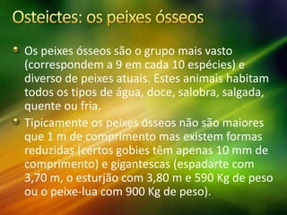 Os peixes ósseos são o grupo mais vasto
(correspondem a 9 em cada 10 espécies) e
diverso de peixes atuais. Estes animais habitam
todos os tipos de água, doce, salobra, salgada,
quente ou fria.
Tipicamente os peixes ósseos não são maiores
que 1 m de comprimento mas existem formas
reduzidas (certos gobies têm apenas 10 mm de
comprimento) e gigantescas (espadarte com
3,70 m, o esturjão com 3,80 m e 590 Kg de peso
ou o peixe-lua com 900 Kg de peso).
 
