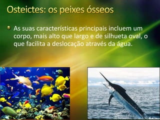 As suas características principais incluem um
corpo, mais alto que largo e de silhueta oval, o
que facilita a deslocação através da água.
 