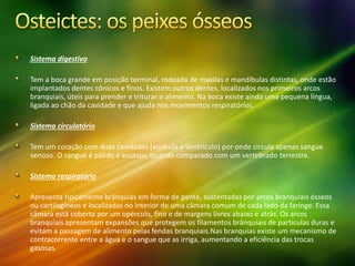 Sistema digestivo
Tem a boca grande em posição terminal, rodeada de maxilas e mandíbulas distintas, onde estão
implantados dentes cônicos e finos. Existem outros dentes, localizados nos primeiros arcos
branquiais, úteis para prender e triturar o alimento. Na boca existe ainda uma pequena língua,
ligada ao chão da cavidade e que ajuda nos movimentos respiratórios.
Sistema circulatório
Tem um coração com duas cavidades (aurícula e ventrículo) por onde circula apenas sangue
venoso. O sangue é pálido e escasso, quando comparado com um vertebrado terrestre.
Sistema respiratório
Apresenta tipicamente brânquias em forma de pente, sustentadas por arcos branquiais ósseos
ou cartilagíneos e localizadas no interior de uma câmara comum de cada lado da faringe. Essa
câmara está coberta por um opérculo, fino e de margens livres abaixo e atrás. Os arcos
branquiais apresentam expansões que protegem os filamentos brânquiais de partículas duras e
evitam a passagem de alimento pelas fendas branquiais.Nas branquias existe um mecanismo de
contracorrente entre a água e o sangue que as irriga, aumentando a eficiência das trocas
gasosas.
 