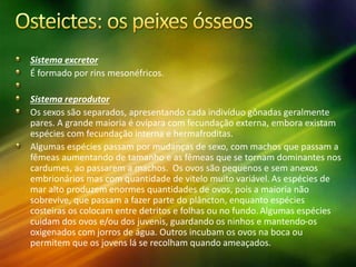 Sistema excretor
É formado por rins mesonéfricos.
Sistema reprodutor
Os sexos são separados, apresentando cada indivíduo gônadas geralmente
pares. A grande maioria é ovípara com fecundação externa, embora existam
espécies com fecundação interna e hermafroditas.
Algumas espécies passam por mudanças de sexo, com machos que passam a
fêmeas aumentando de tamanho e as fêmeas que se tornam dominantes nos
cardumes, ao passarem a machos. Os ovos são pequenos e sem anexos
embrionários mas com quantidade de vitelo muito variável. As espécies de
mar alto produzem enormes quantidades de ovos, pois a maioria não
sobrevive, que passam a fazer parte do plâncton, enquanto espécies
costeiras os colocam entre detritos e folhas ou no fundo. Algumas espécies
cuidam dos ovos e/ou dos juvenis, guardando os ninhos e mantendo-os
oxigenados com jorros de água. Outros incubam os ovos na boca ou
permitem que os jovens lá se recolham quando ameaçados.
 