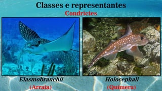 Craniata sem maxilas e Gnatostomados | PDF