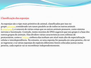 Classificação das esponjas
As esponjas são o tipo mais primitivo de animal, classificados por isso no
grupo parazoa, considerado um taxon paralelo ao de todos os outros animais
(eumetazoa), e carecem de várias coisas que os outros animais possuem, como sistema
nervoso e locomoção. Contudo, testes recentes de DNA sugerem que seu grupo é a base dos
outros grupos de animais. Elas dividem várias características com colônias de
protozoários, como o Volvox, embora elas tenham um nível mais alto de especialização
celular e interdependência. No entanto, se uma esponja for passada em uma peneira, ela vai
se regenerar, e se várias esponjas de espécies diferentes forem colocadas juntas numa
peneira, cada espécie vai se recombinar independentemente.
 