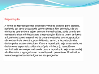 Reprodução
A forma de reprodução dos anelídeos varia de espécie para espécie,
podendo ser tanto assexuada como sexuada. Um exemplo, são as
minhocas que embora sejam animais hermafroditas, pode ou não ser
necessário duas minhocas para a reprodução. Elas se unem de forma
a ficarem os poros masculinos de uma encostados aos receptáculos
sêmen|seminais de outra, possibilitando, assim, a fecundação dos
óvulos pelos espermatozoides. Caso a reprodução seja assexuada, os
óvulos e os espermatozoides da própria minhoca (o receptáculo
seminal está sem espermatozoide caso a reprodução seja assexuada)
são liberados e agregados ao muco liberado pelo clitelo. O indivíduo
formado é geneticamente igual ao seu progenitor
 