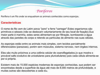 Poríferos
Porífera é um filo onde se enquadram os animais conhecidos como esponjas.
Características
O nome do filo vem do Latim porus "poro" e ferre "carregar".Estes organismos são
primitivos e sésseis (não se deslocam voluntariamente do seu local de fixação).Sua
maior parte é marinha, estes seres alimentam-se por filtração, bombeando a água
através das paredes do corpo e retendo as partículas de alimento nas suas células.
As esponjas estão entre os animais mais simples, com tecidos parcialmente
diferenciados (parazoas), porém sem músculos, sistema nervoso, nem órgãos internos.
Eles são muito próximos a uma colônia celular de coanoflagelados,(o que mostra o
provável salto evolutivo de unicelulares para pluricelulares) pois cada célula alimenta-se
por si própria.
Existem mais de 15.000 espécies modernas de esponjas conhecidas, que podem ser
encontradas desde a superficie da água até mais de 8.000 metros de profundidade, e
muitas outras são descobertas a cada dia.
 