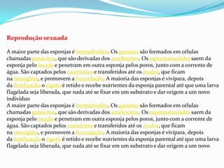 Reprodução sexuada
A maior parte das esponjas é hermafrodita. Os gametas são formados em células
chamadas gonócitos, que são derivadas dos amebócitos. Os espermatozóides saem da
esponja pelo ósculo e penetram em outra esponja pelos poros, junto com a corrente de
água. São captados pelos coanócitos e transferidos até os óvulos, que ficam
na mesogléia, e promovem a fecundação. A maioria das esponjas é vivípara, depois
da fertilização o zigoto é retido e recebe nutrientes da esponja parental até que uma larva
flagelada seja liberada, que nada até se fixar em um substrato e dar origem a um novo
indivíduo
A maior parte das esponjas é hermafrodita. Os gametas são formados em células
chamadas gonócitos, que são derivadas dos amebócitos. Os espermatozóides saem da
esponja pelo ósculo e penetram em outra esponja pelos poros, junto com a corrente de
água. São captados pelos coanócitos e transferidos até os óvulos, que ficam
na mesogléia, e promovem a fecundação. A maioria das esponjas é vivípara, depois
da fertilização o zigoto é retido e recebe nutrientes da esponja parental até que uma larva
flagelada seja liberada, que nada até se fixar em um substrato e dar origem a um novo
 