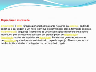 Reprodução assexuada
Brotamento: o broto formado por amebócitos surge no corpo da esponja , podendo
soltar-se e dar origem a um novo indivíduo ou permanecer preso, formando colônias.
Fragmentação: pequenos fragmentos de uma esponja podem dar origem a novos
indivíduos, pois as esponjas possuem um grande poder de regeneração.
Gemulação: ocorre em espécies de água doce. Formam-se gêmulas, estruturas
de resistência que se formam no interior do corpo da esponja. São compostas por
células indiferenciadas e protegidas por um envoltório rígido.
 