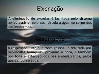 Excreção
A eliminação de excretas é facilitada pelo sistema
ambulacrário, pelo qual circula a água no corpo dos
equinodermos.
Respiração
A respiração - isto é, a troca gasosa - é realizada por
minúsculas brânquias, próximas à boca, e também
por toda a extensão dos pés ambulacrários, pelos
quais circula a água.
 
