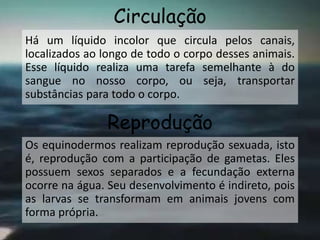 Circulação
Há um líquido incolor que circula pelos canais,
localizados ao longo de todo o corpo desses animais.
Esse líquido realiza uma tarefa semelhante à do
sangue no nosso corpo, ou seja, transportar
substâncias para todo o corpo.
Reprodução
Os equinodermos realizam reprodução sexuada, isto
é, reprodução com a participação de gametas. Eles
possuem sexos separados e a fecundação externa
ocorre na água. Seu desenvolvimento é indireto, pois
as larvas se transformam em animais jovens com
forma própria.
 