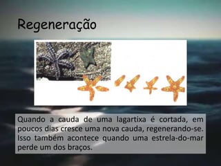 Regeneração
Quando a cauda de uma lagartixa é cortada, em
poucos dias cresce uma nova cauda, regenerando-se.
Isso também acontece quando uma estrela-do-mar
perde um dos braços.
 