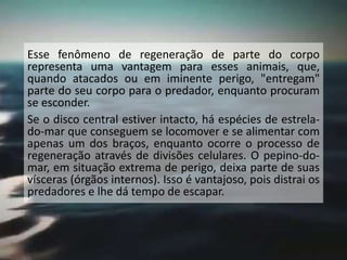 Esse fenômeno de regeneração de parte do corpo
representa uma vantagem para esses animais, que,
quando atacados ou em iminente perigo, "entregam"
parte do seu corpo para o predador, enquanto procuram
se esconder.
Se o disco central estiver intacto, há espécies de estrela-
do-mar que conseguem se locomover e se alimentar com
apenas um dos braços, enquanto ocorre o processo de
regeneração através de divisões celulares. O pepino-do-
mar, em situação extrema de perigo, deixa parte de suas
vísceras (órgãos internos). Isso é vantajoso, pois distrai os
predadores e lhe dá tempo de escapar.
 
