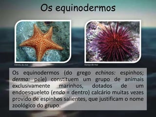 Os equinodermos
Os equinodermos (do grego echinos: espinhos;
derma: pele) constituem um grupo de animais
exclusivamente marinhos, dotados de um
endoesqueleto (endo = dentro) calcário muitas vezes
provido de espinhos salientes, que justificam o nome
zoológico do grupo.
Estrela-do-mar Ouriço-do-mar
 