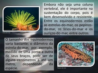 Embora não seja uma coluna
vertebral, ele é importante na
sustentação do corpo, pois é
bem desenvolvido e resistente.
Entre os equinodermos estão
as estrelas-do-mar, os pepinos-
do-mar, os lírios-do-mar e os
ouriços-do-mar, entre outros.
O tamanho dos equinodermos
varia bastante; o diâmetro da
estrela-do-mar, por exemplo,
medido de uma ponta a outra
de seus braços, pode ser de
alguns centímetros a até um
metro, dependendo da
espécie.
Lírios-do-mar
Pepino-do-mar
 