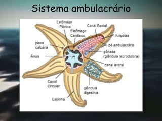 Sistema ambulacrário
 
